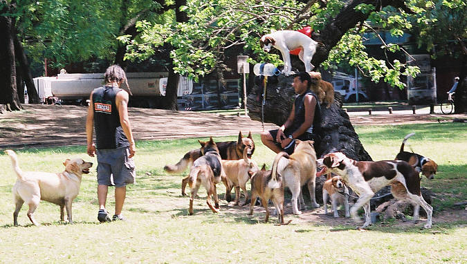 Dogs in Buenos Aires - Pets in Buenos Aires